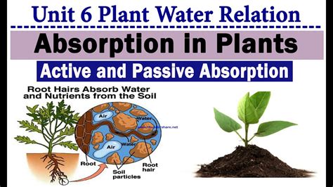 Active And Passive Absorption Of Water In Plants Osmotic And Diffusion