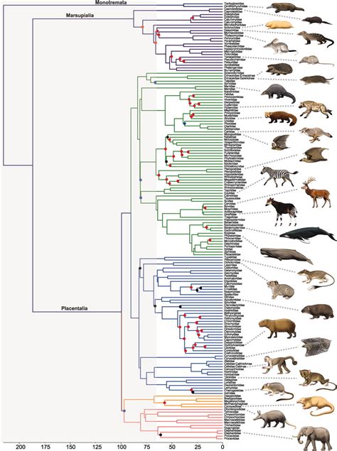 Phylogeny Of Mammalian Families Phylogewhat Unfinished Man