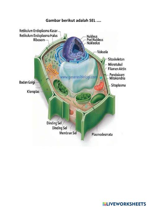 Sel Tumbuhan 3d - 53+ Koleksi Gambar