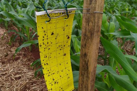 Cigarrinha do milho população quase triplicou em 2 anos Canal Agro