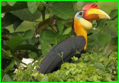 Burung Enggang Jenis Burung Di Malaysia Rainforest Birds Paradise