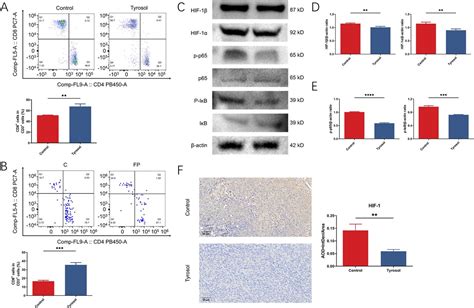 Inhibition of the NF κB HIF 1α signaling pathway in colorectal cancer