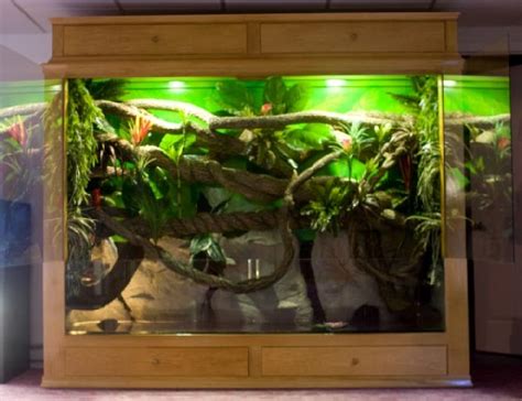 Custom Iguana Cage Website Of Kurolady