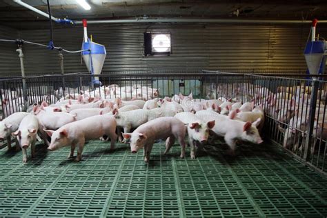 Granja De Cerdo Industrial Para Criar Los Peque Os Cerdos Foto De