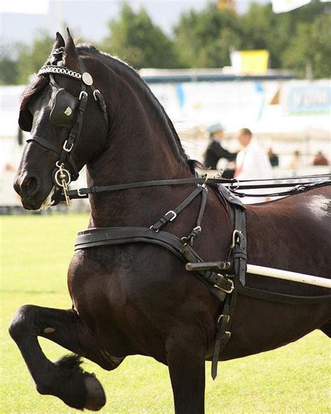 Friesian horse 063 | Friesian horse, Dressage horses, Horses