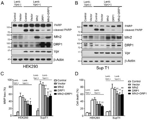 Enforced Expression Of Mfn2 And Drp1 Relieves Vpr Induced Apoptosis