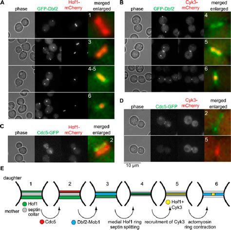 Hof1 Colocalizes With Cdc5 And Dbf2 Mob1 At The Bud Neck Cycling Cells