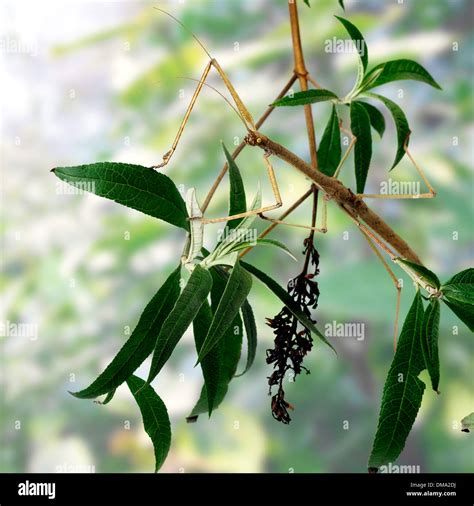 indian stick insect Stock Photo - Alamy