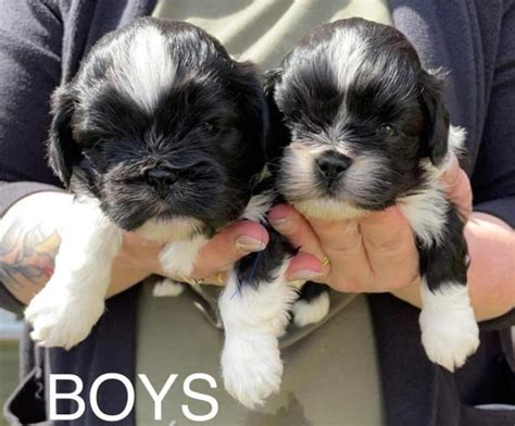 Lhasa Apso Puppies in Bransholme | Dog Breeders Gallery 575