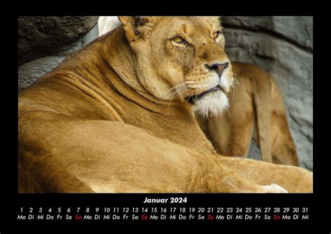 Tobias Becker Löwen in der Wildnis 2024 Fotokalender DIN A3 Kalender