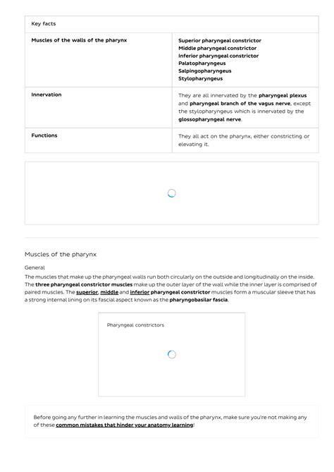 Muscles Of The Pharynx Anatomy Origins And Insertions Kenhub The Best