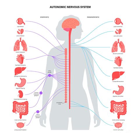 Autonomic Nervous System Photograph By Pikovit Science Photo Library