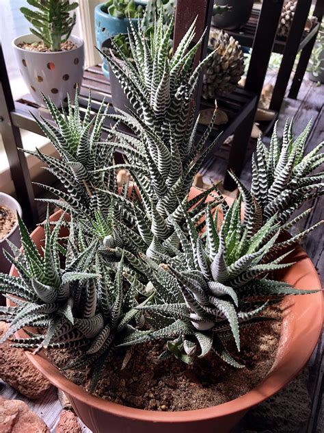 My Giant Zebra Haworthia Rhouseplants