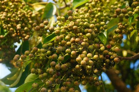 Camphor Tree Seed Is The Fruit Of Camphor Tree Stock Photo Image Of