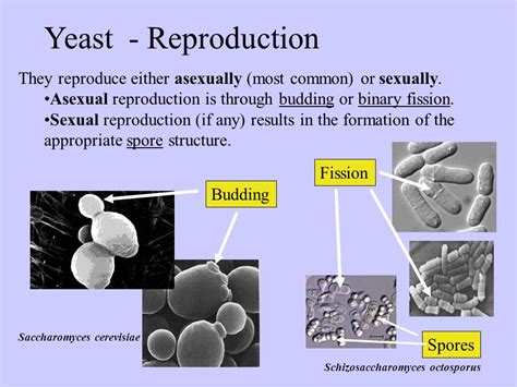 How Yeast Reproduce Sexually And Asexually FarmPally