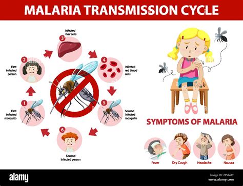 Ciclo De Transmisi N De La Malaria E Informaci N Sintom Tica