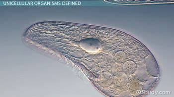 Unicellular Organisms: Definition & Examples - Video & Lesson Transcript | Study.com