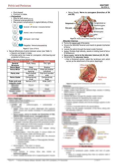 SOLUTION Anatomy 5 03 Pelvis And Perineum Studypool