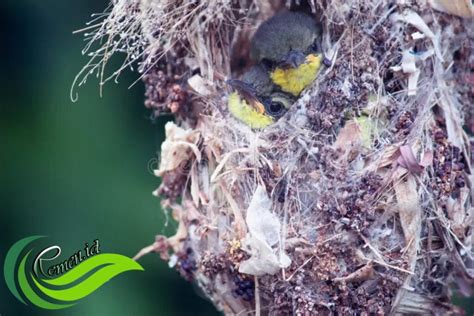 Sepah Raja Burung Madu Cantik Yang Mulai Langka Media Hobi Dan Informasi