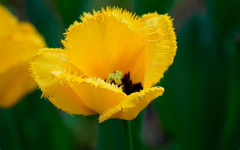 Field Yellow Chrome Cast Flower Plant Poppy Flora Petal Meadow