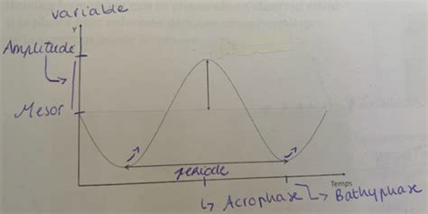 CM7 Les Rythmes Biologique Cartes Quizlet