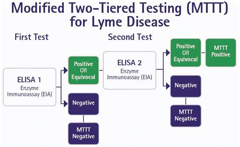 Borrelia Burgdorferi Lyme Disease Clinical Features Diagnosis