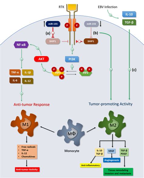 Macrophage Polarization And Mir 155 Expression Mir 155 Targets The