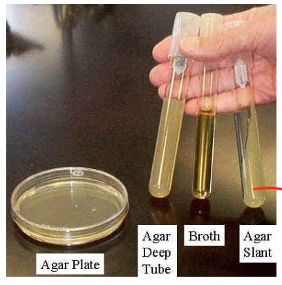 Micro Lab 1 Fundamental Skills For The Microbiology Laboratory