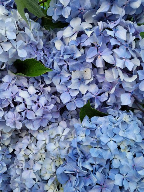 Blue Hydrangeas Photos, Download The BEST Free Blue Hydrangeas Stock Photos & HD Images