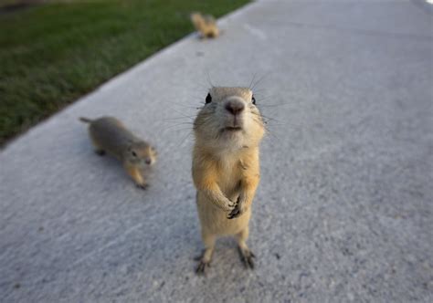 Gophers Come Out In Calgary After Alberta Floods (PHOTO) | HuffPost