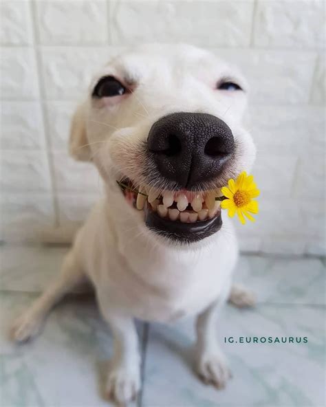 Funny Smiling Dog