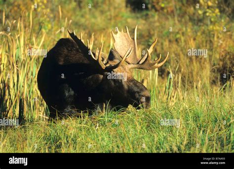 Bull moose canada hi-res stock photography and images - Alamy