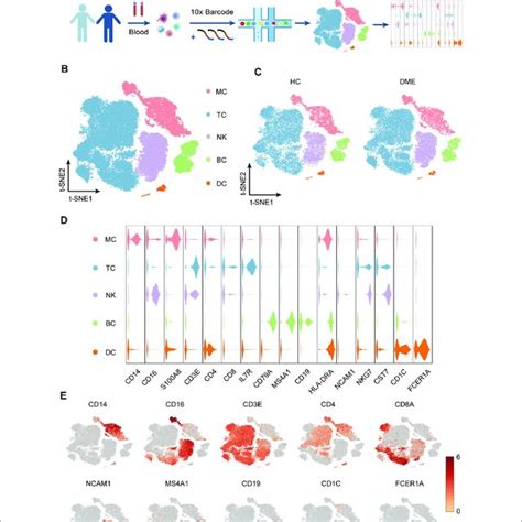 Experimental Approach And Characterization Immune Cell Clusters From