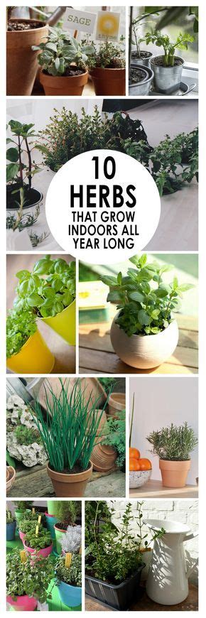 Various Plants Are Shown With The Words 10 Herbs That Grow In Your Year