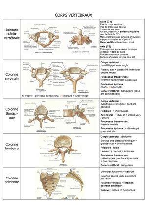 Le Membre Sup Rieur Pdf Anatomie Du Membre Sup Rieur Le Membre