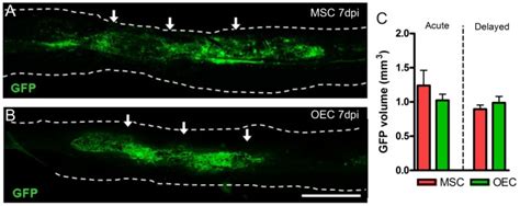 Gfp Labeled Msc And Oec Were Transplanted Into The Spinal Cord After