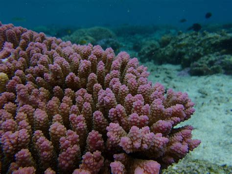 Can Corals Adapt To Climate Change