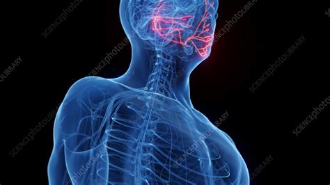 Animation Of A Man S Facial Nerves Stock Video Clip K