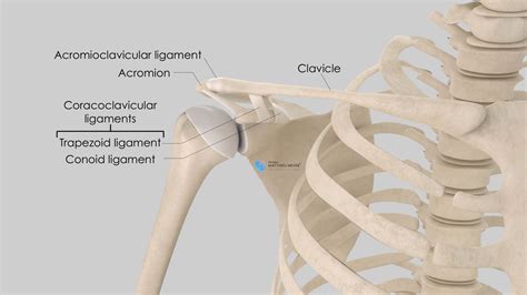 Ac Joint Surface Anatomy