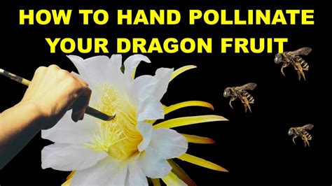 How To Hand Pollinate Your Dragon Fruit Pitaya Plants Youtube