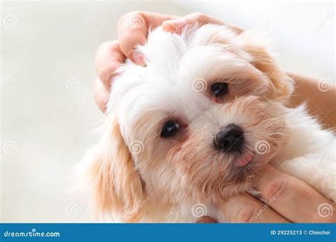 Cuddling Pet Dog Stock Photos - Image: 29225213