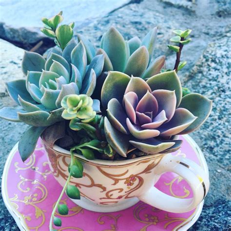 Phenomenal 24 Amazing Diy Succulents In Teacups Decorisme