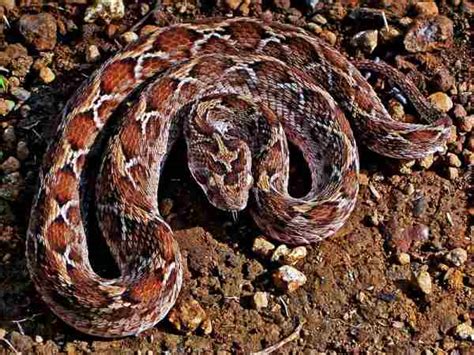 Top 10 Most Poisonous Snakes in The World