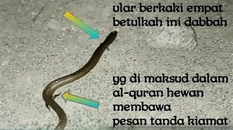 Penemuan Ular Berkaki 4 Di Sidrap Yg Menyerupai Dabbah Youtube