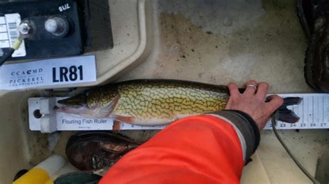 Toothy Tips for Winter Pickerel Fishing | FishTalk Magazine