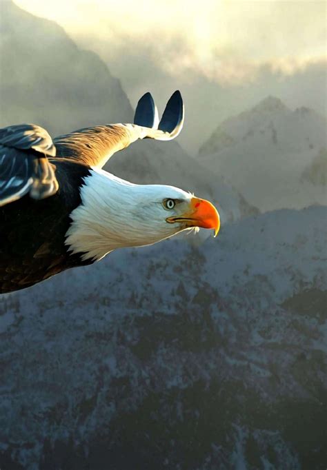 Eagle Flying Over Mountain iPad Wallpaper