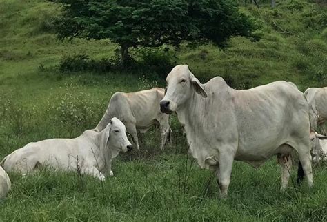 Raza Brahman gris sigue siendo la más competitiva CONtexto Ganadero