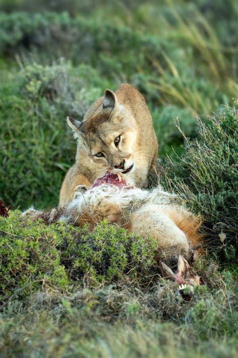 Puma Stands Chewing Meat From Guanaco Carcase Stock Photo Image Of