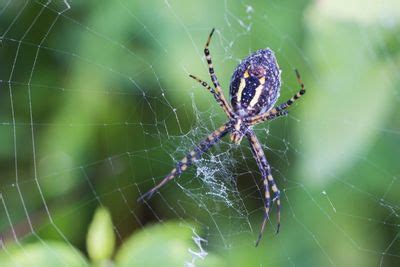 Spiders in Tennessee | Identification and Risk