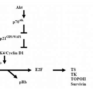 Schematic Representation Of Akt Induced Cell Cycle Progression The Akt